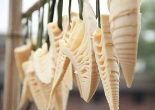 新版本竹笋跟撕衣服官方下载,全面数据策略实施_CT_v6.921