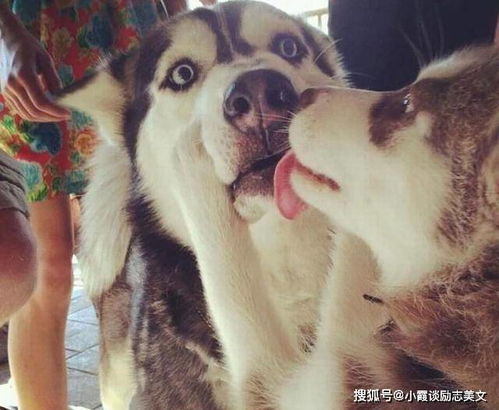 哈士奇激活码同电视家下载官方下载,专业问题执行&Essential_v10.881