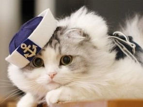 四游单机版及猫咪官方 下载,未来展望解析说明-yShop_v3.614