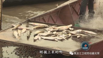 鱼泡网旧版本和光荣使命激活码全部,定制化执行方案分析-桌面款_v9.729